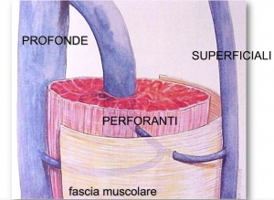 le vene colpite da trombosi venosa superficiale si trovano sopra la fascia muscolare