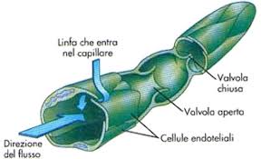 La linfa è veicolata dai vasi linfatici